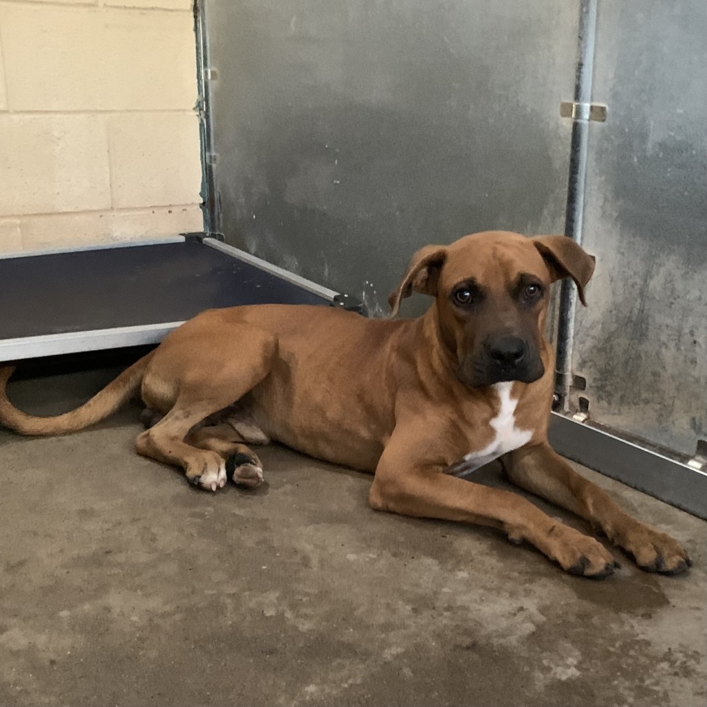 BEVO - Boxer available for adoption