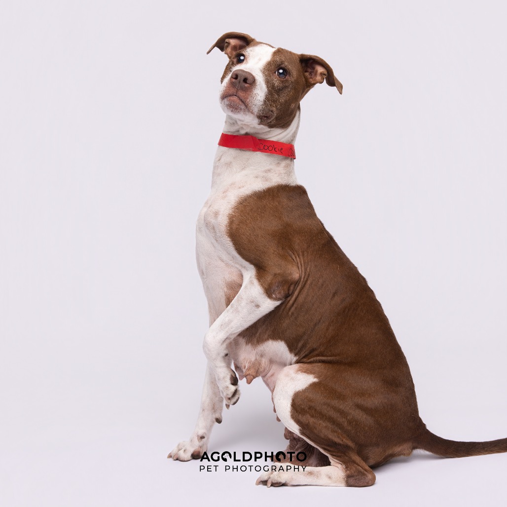 Cookie — thumbnail 3