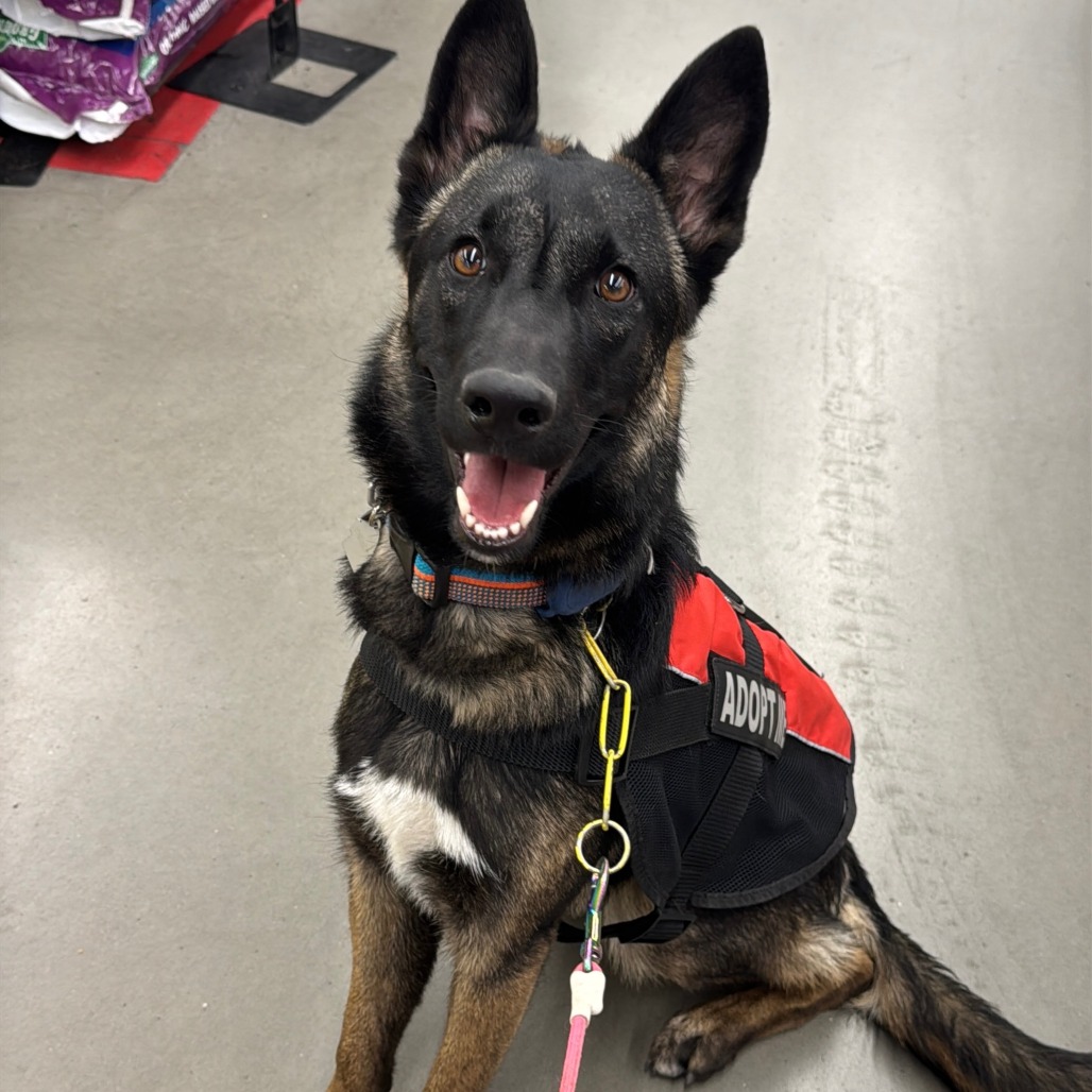 Mariana, a 1 yr 3 mo Female Malinois, Belgian/Shepherd, German available for adoption through Lost & Found