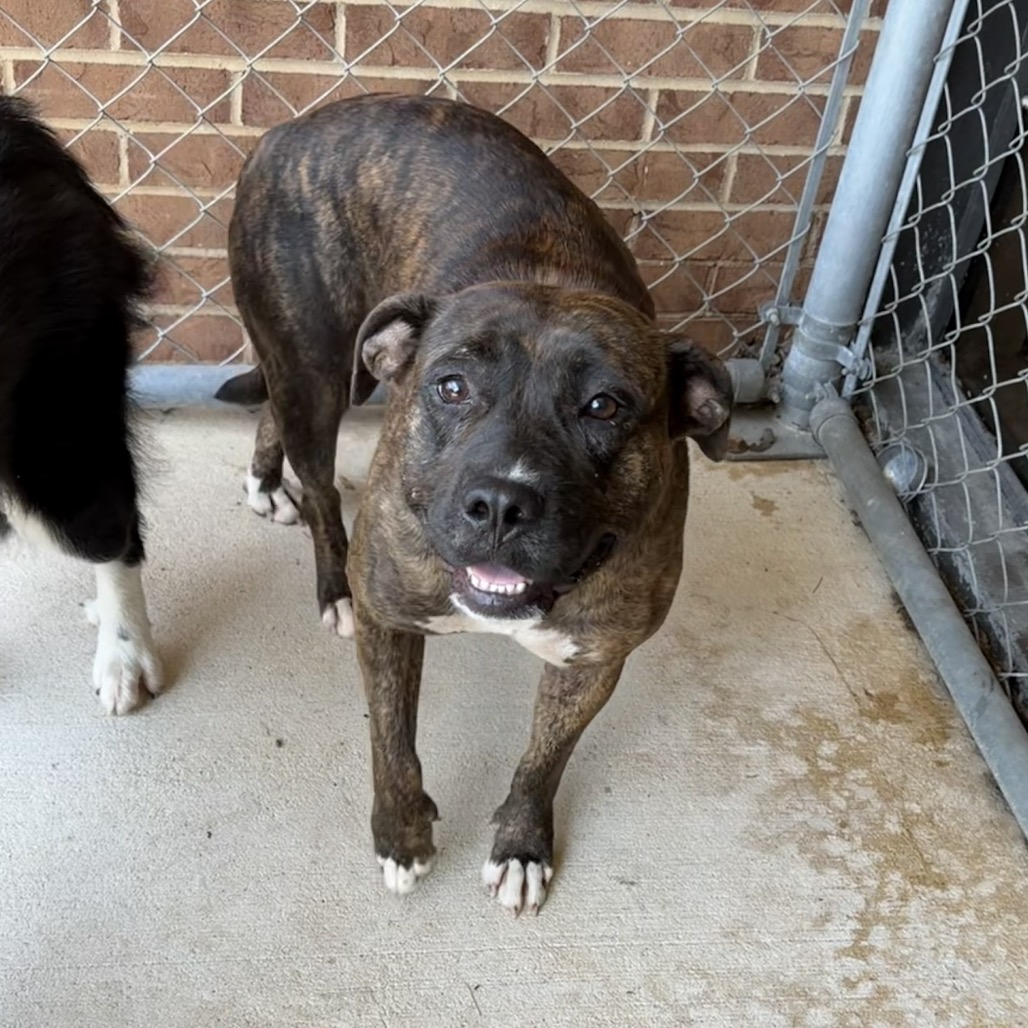 Pit Bull