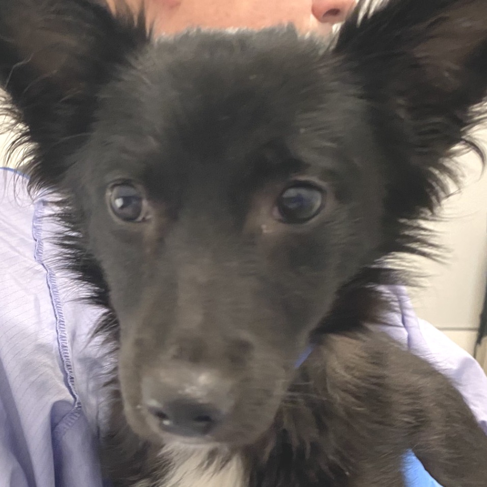 Daniel — thumbnail 2