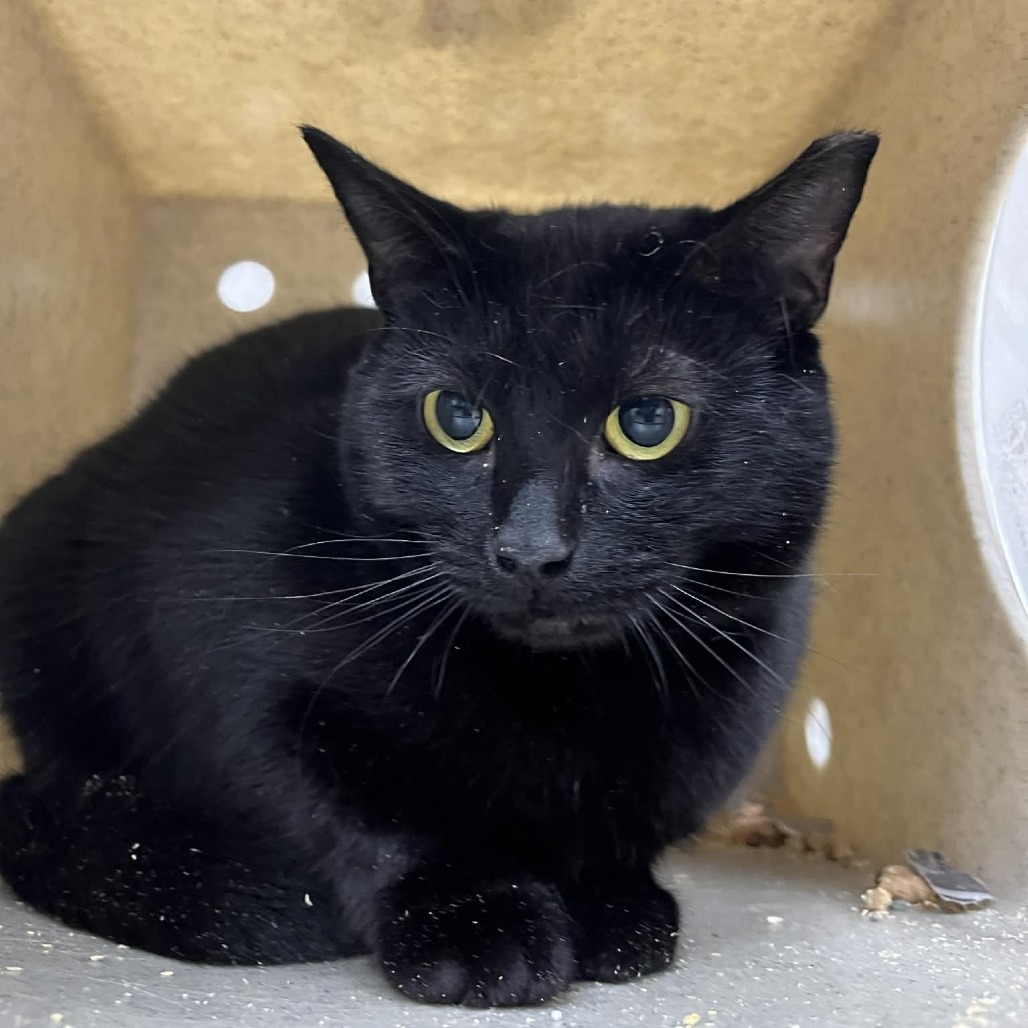 Threnody — thumbnail 2