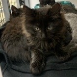 A#55b(blue collar)'s preview photo