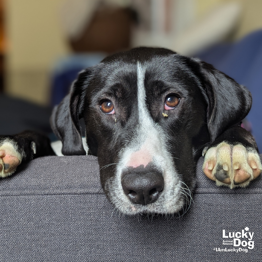 HASSIE - Retriever, Labrador / Mix available for adoption