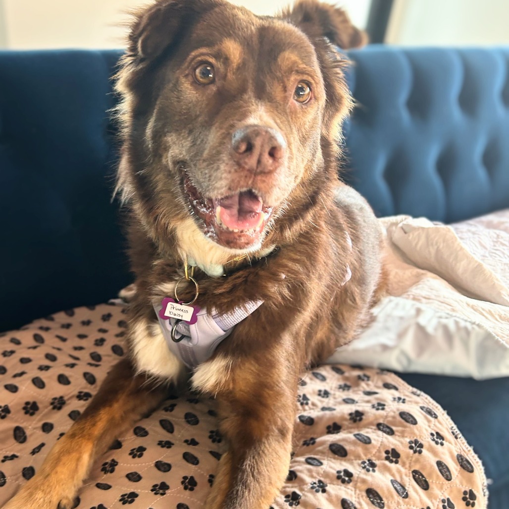 Princess Daisy 13855 — thumbnail 2