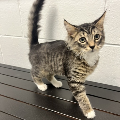 KERMIT - Domestic Shorthair available for adoption