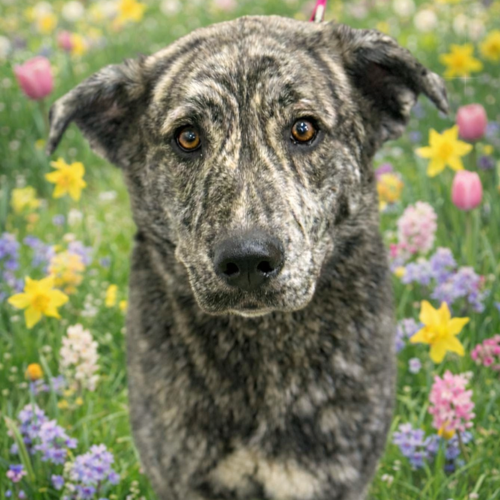 Angie — thumbnail 2