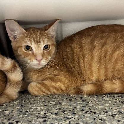 KUMQUAT - Domestic Shorthair for adoption in Dayton
