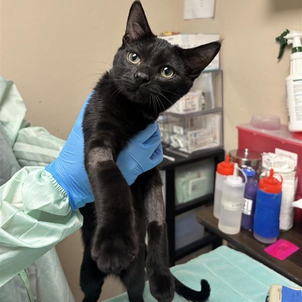 BEANS - Domestic Shorthair available for adoption