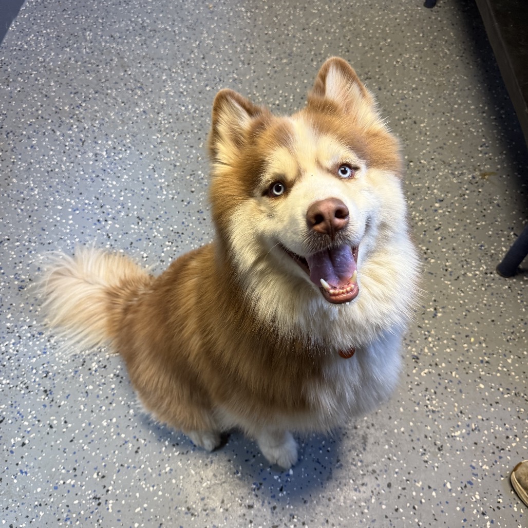 Koda