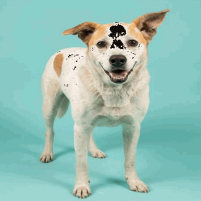 Mixed Breed