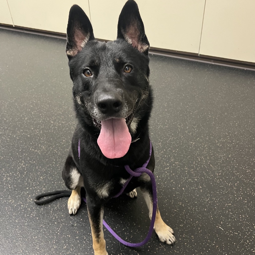 German Shepherd