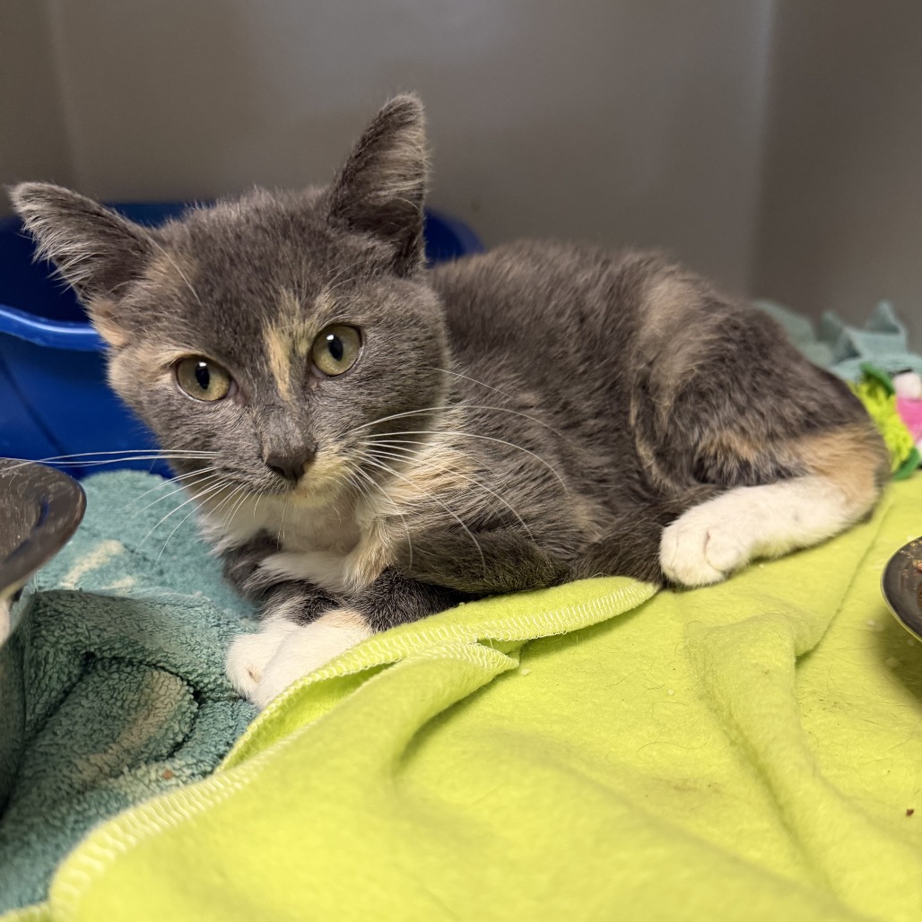 Poppy, available for adoption