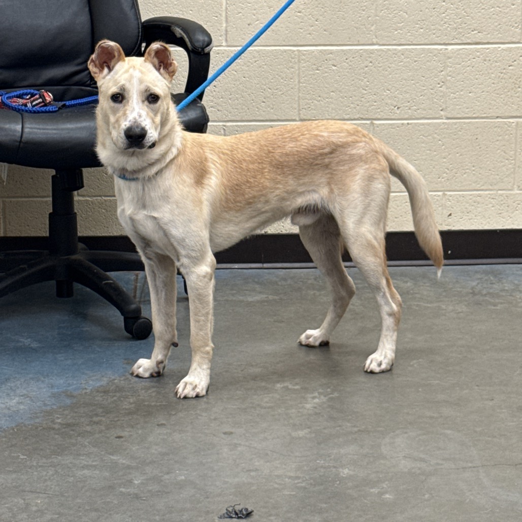 Alfie — thumbnail 6