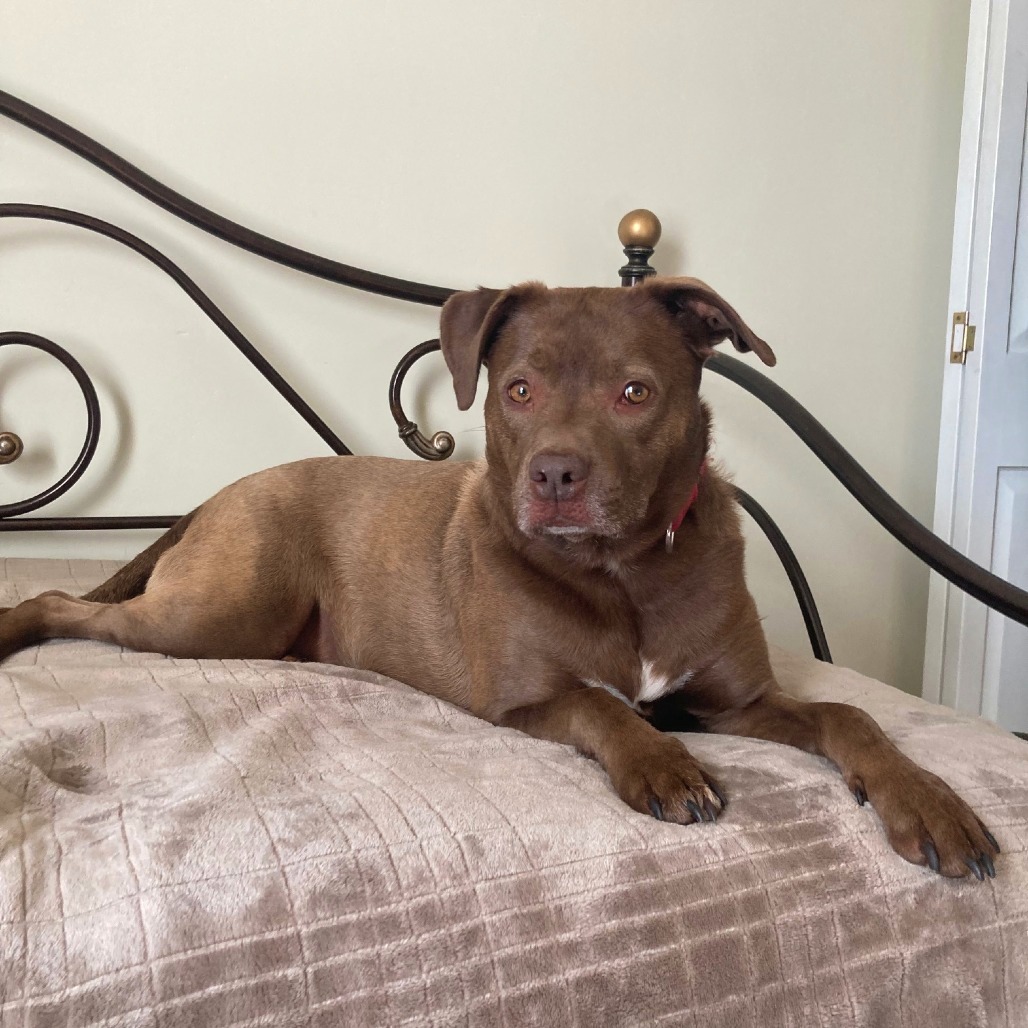 Rex, photo 20