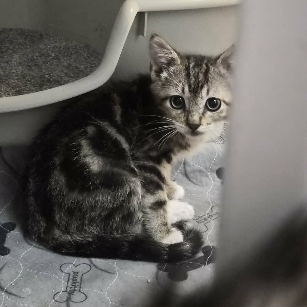 FABLE - Domestic Shorthair for adoption in Las Cruces