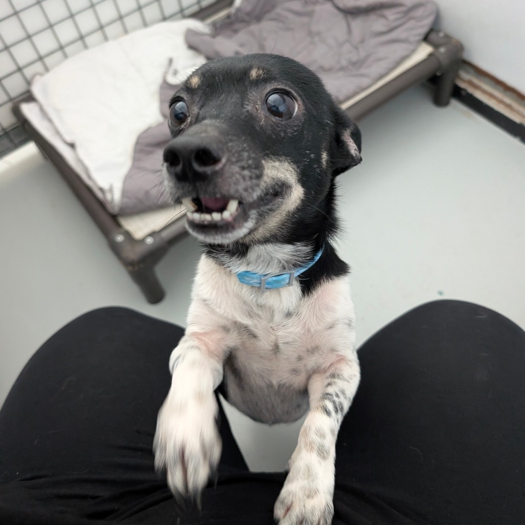 Blacky — thumbnail 2