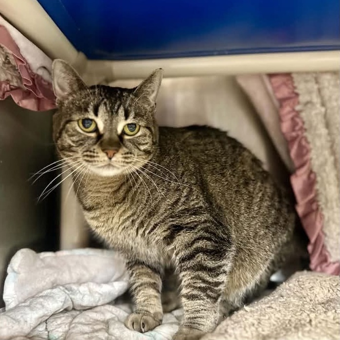 LILLY - Domestic Shorthair for adoption in Madison