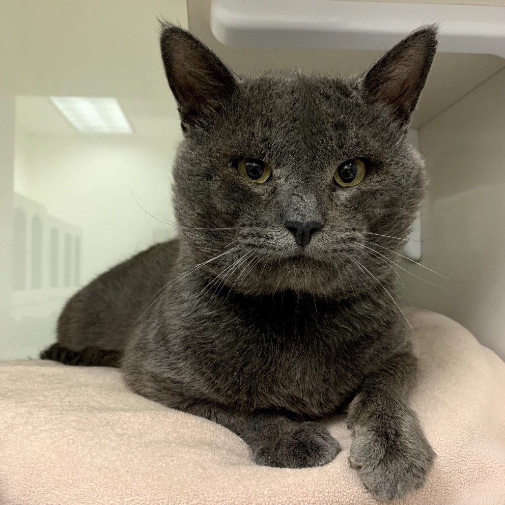 Tater - Domestic Shorthair