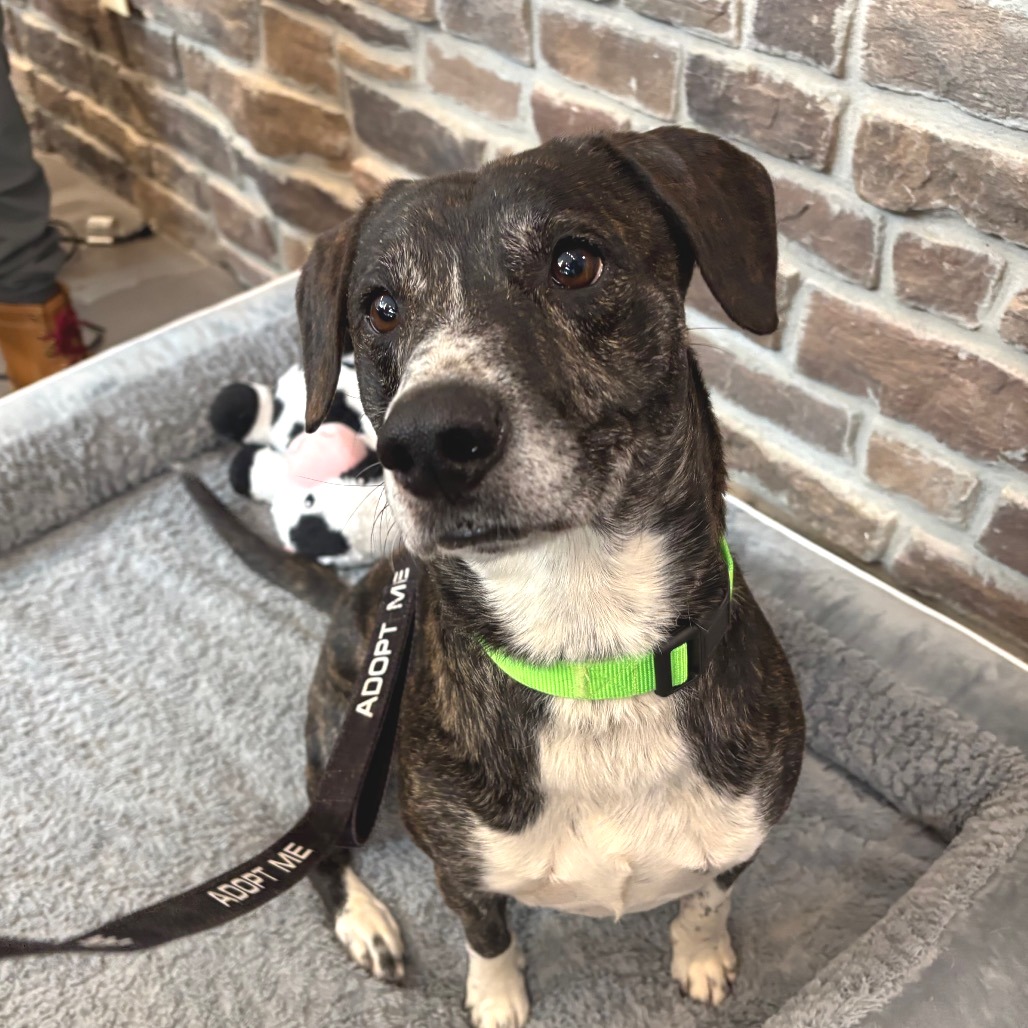 ROCKO - Mixed Breed (Large) available for adoption