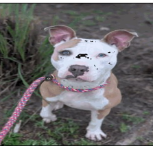 Doge