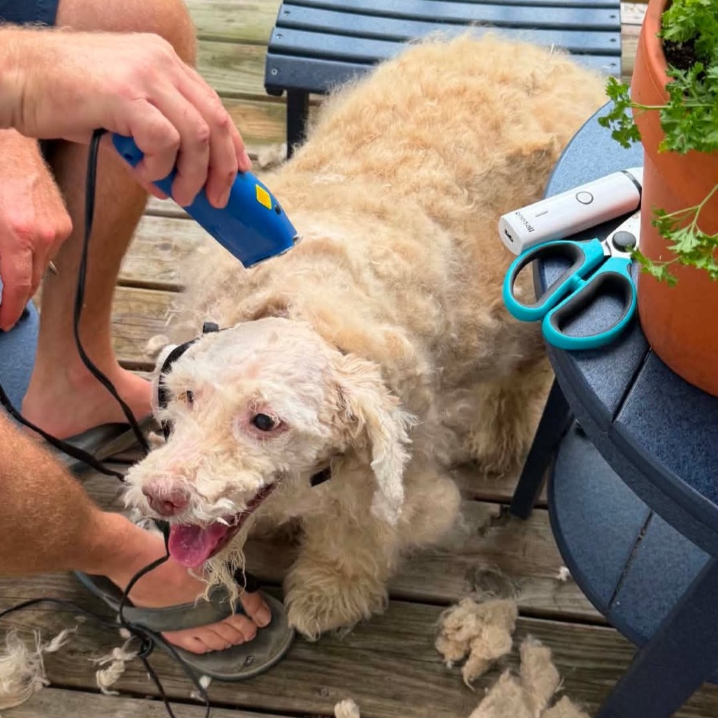 Charly *Arriving 8/22* D12139, photo 7