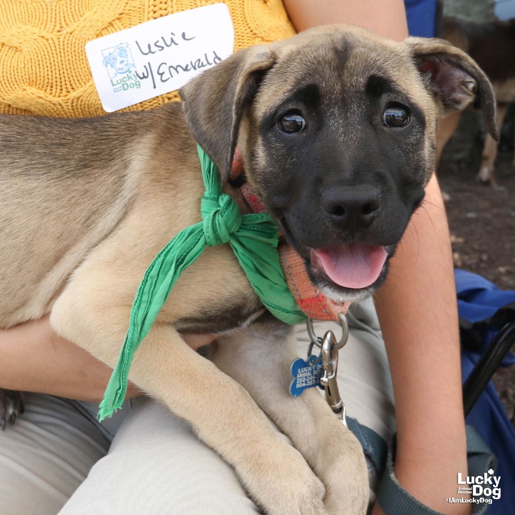 EMERALD - Shepherd / Mix available for adoption