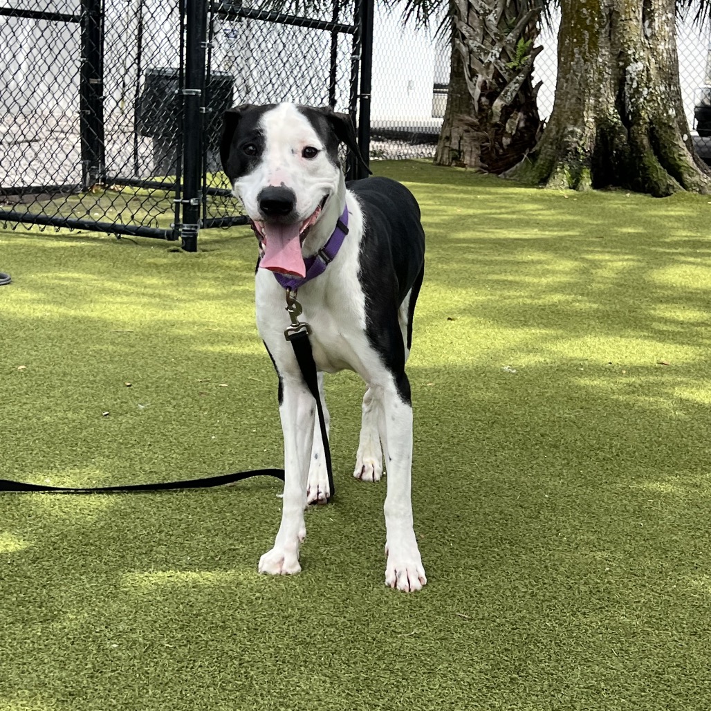 Elvis is available for adoption at Humane Society of Sarasota County