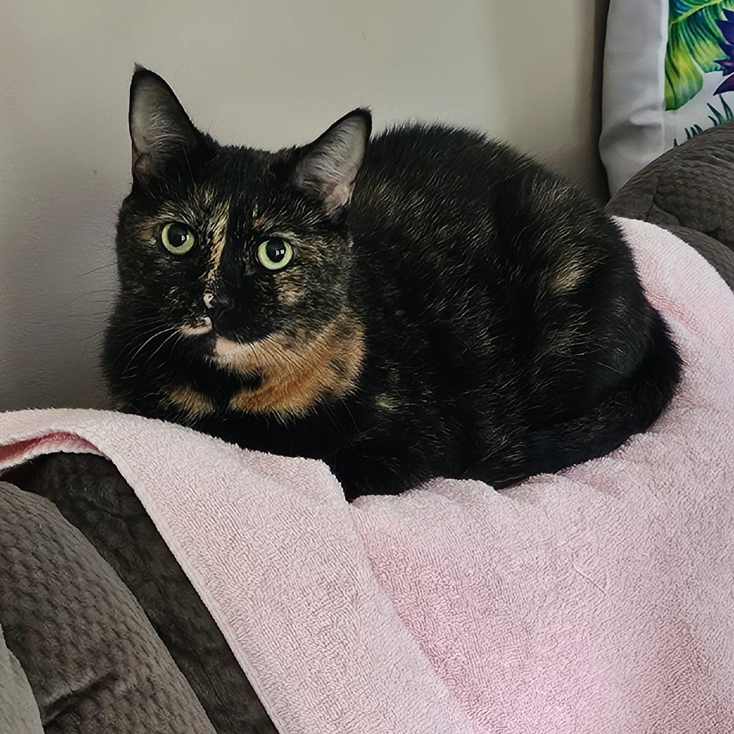 Jennifer, an adoptable cat