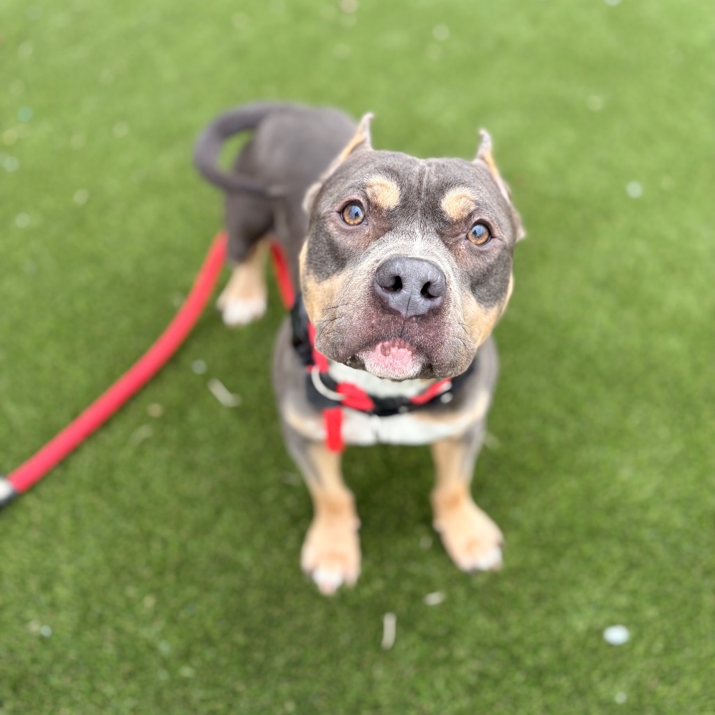 Saquon — thumbnail 4