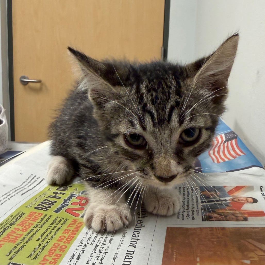 CHIP - Domestic Shorthair available for adoption
