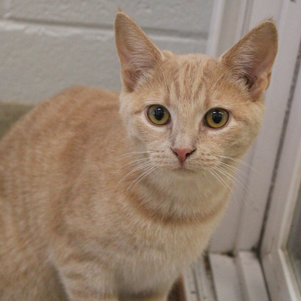 BLAZE (BONDED TO ARCHIE) - Domestic Shorthair available for adoption