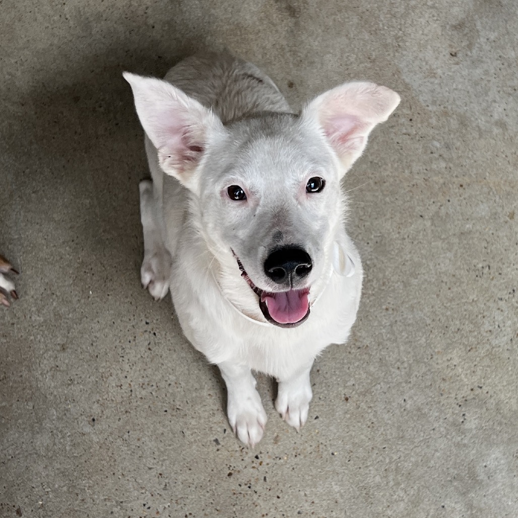 Tinker/little Girl - Terrier for adoption in Alabama