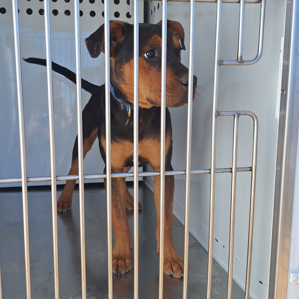 Kennel#22A's preview photo