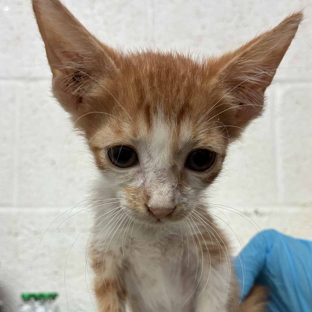 KEV - Domestic Shorthair available for adoption