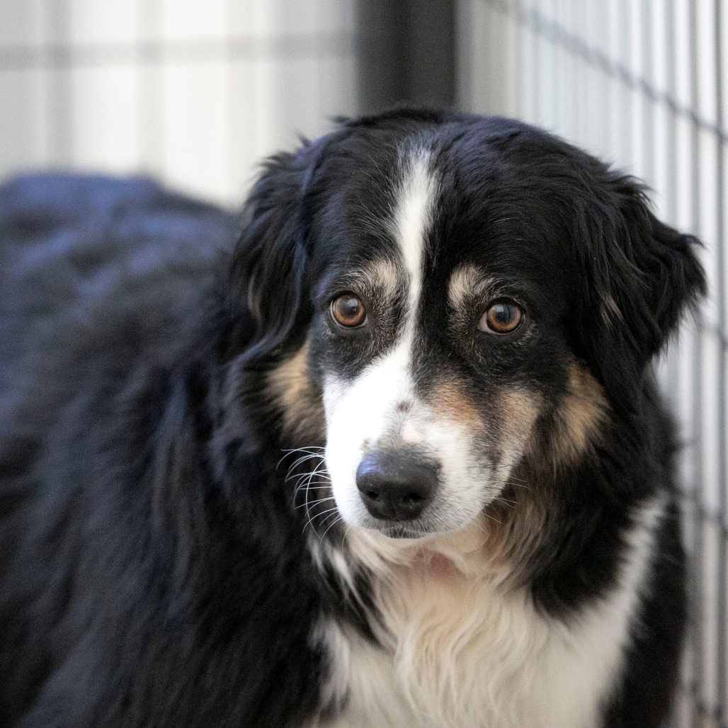 Zoey (MR26-337), photo 7