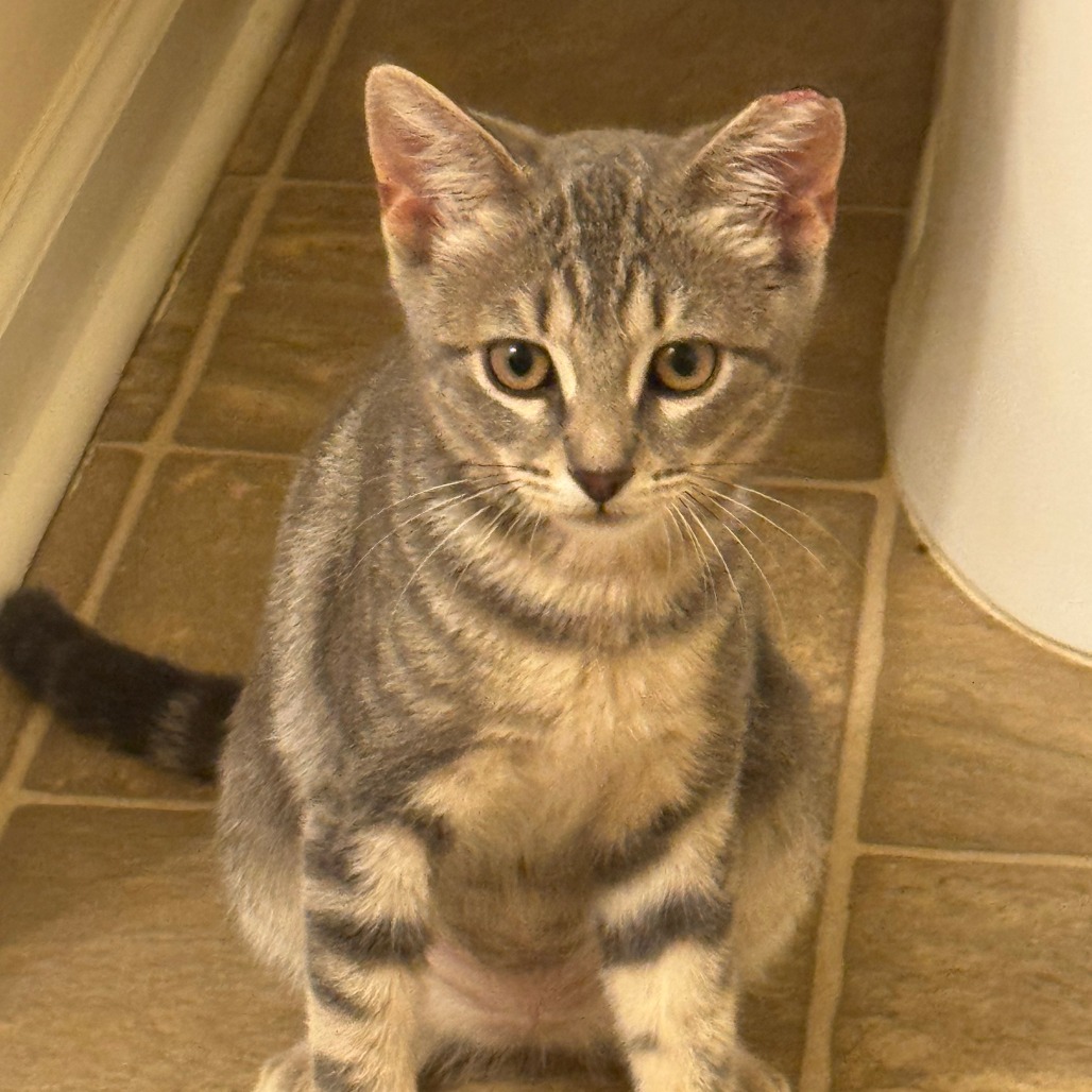 BUBBLES 3 - Domestic Shorthair available for adoption