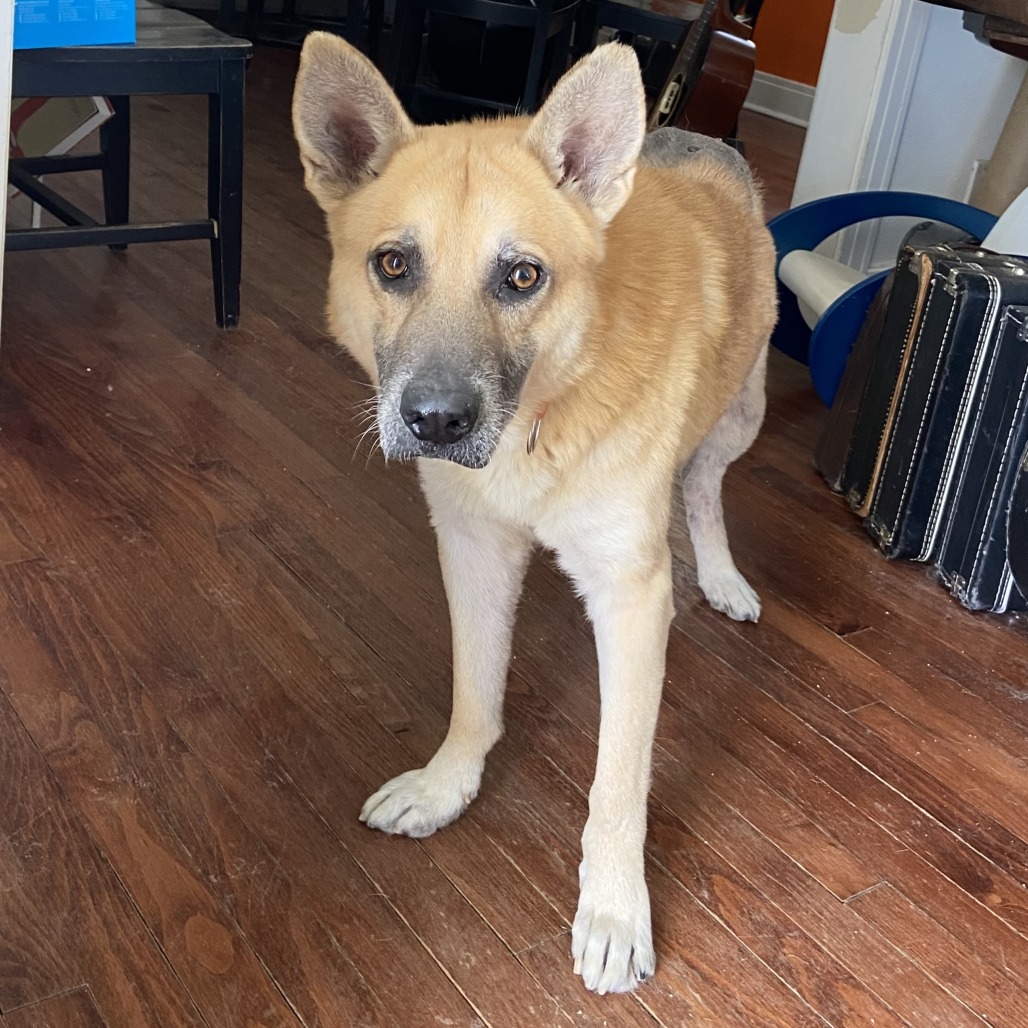 Big Chief — thumbnail 7