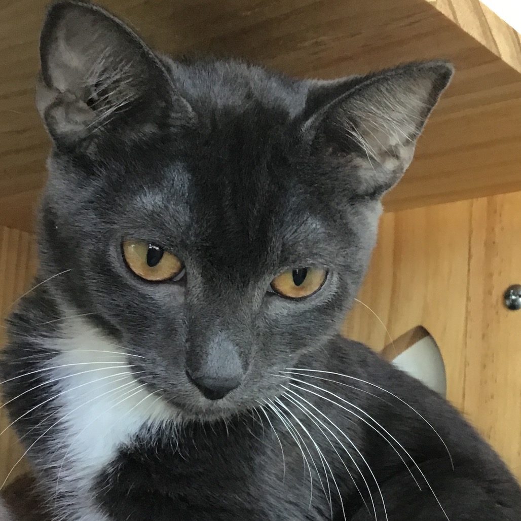 Dot - Domestic Shorthair