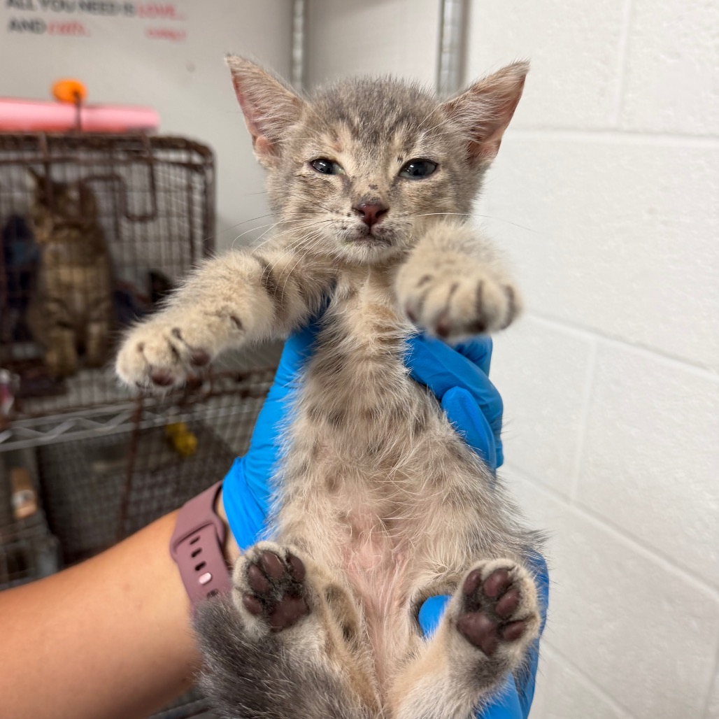 PRISCILLA - Domestic Shorthair available for adoption