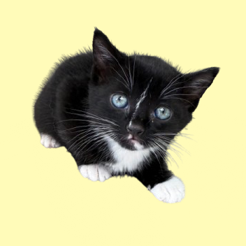 Tusc Stray 82942 2 3