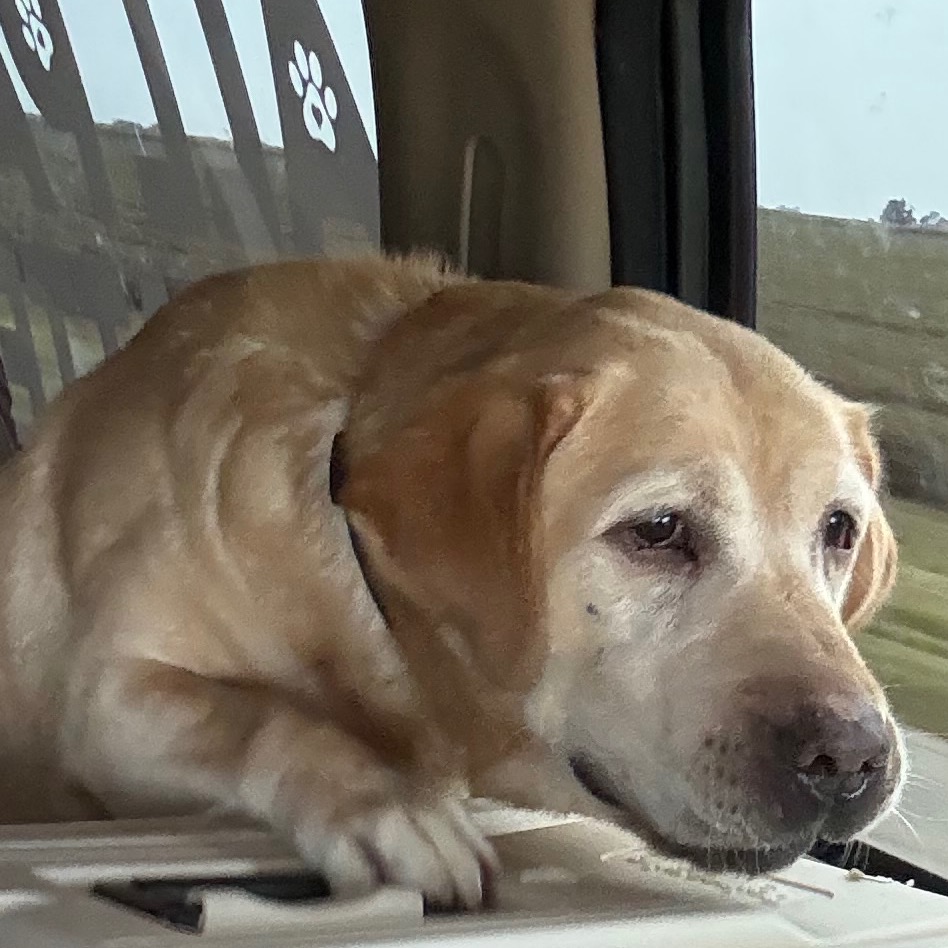 Ol Yeller, photo 2