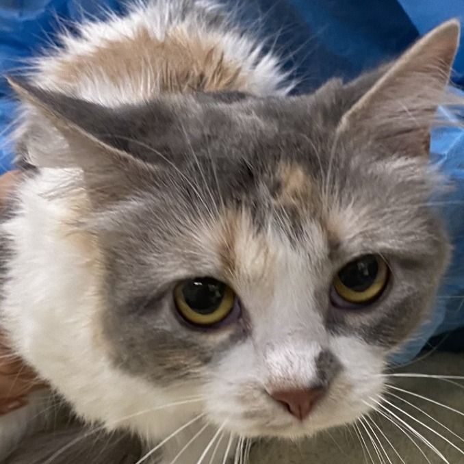 Earth — thumbnail 2