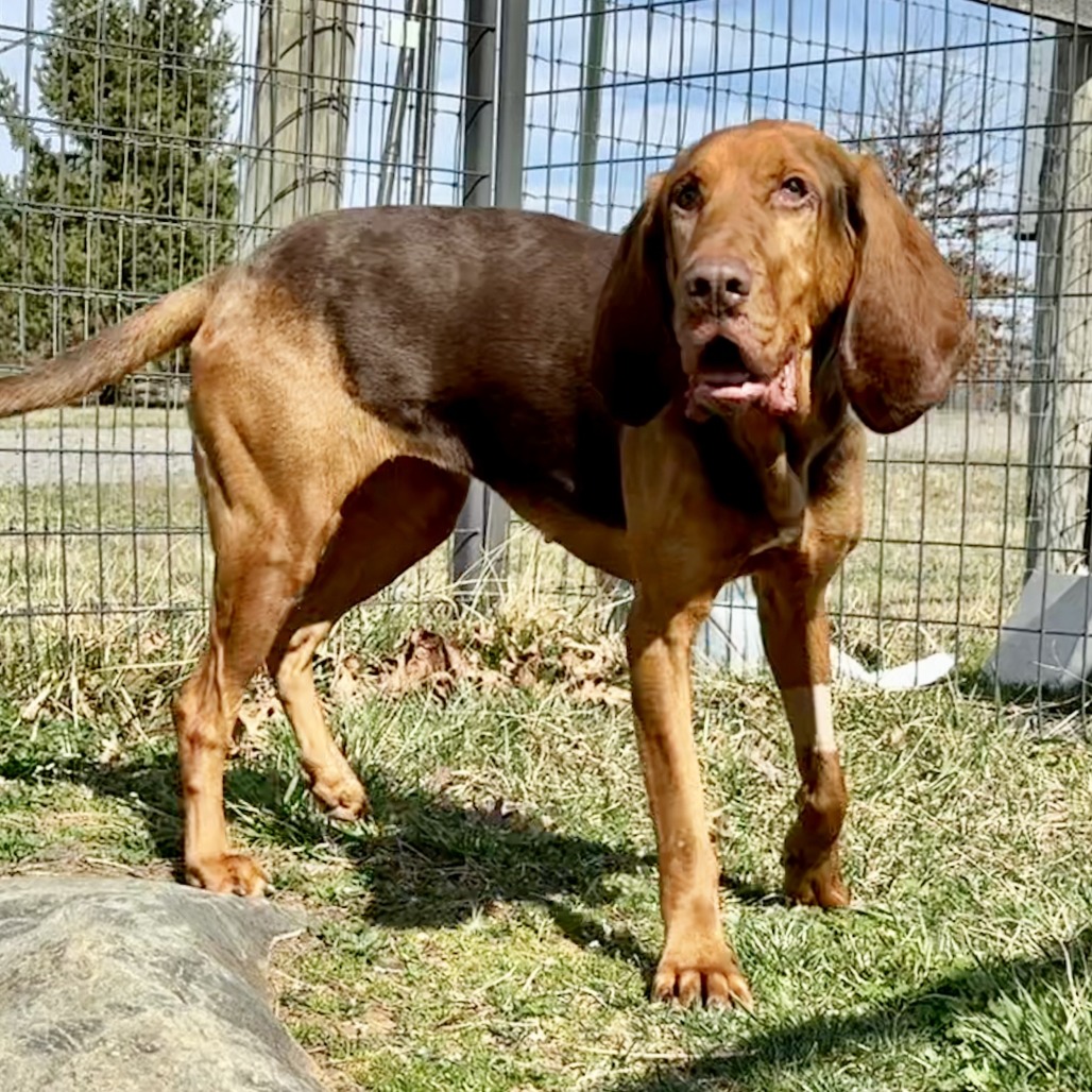HOPE (IN FOSTER) - Bloodhound / Mixed Breed (Medium) available for adoption