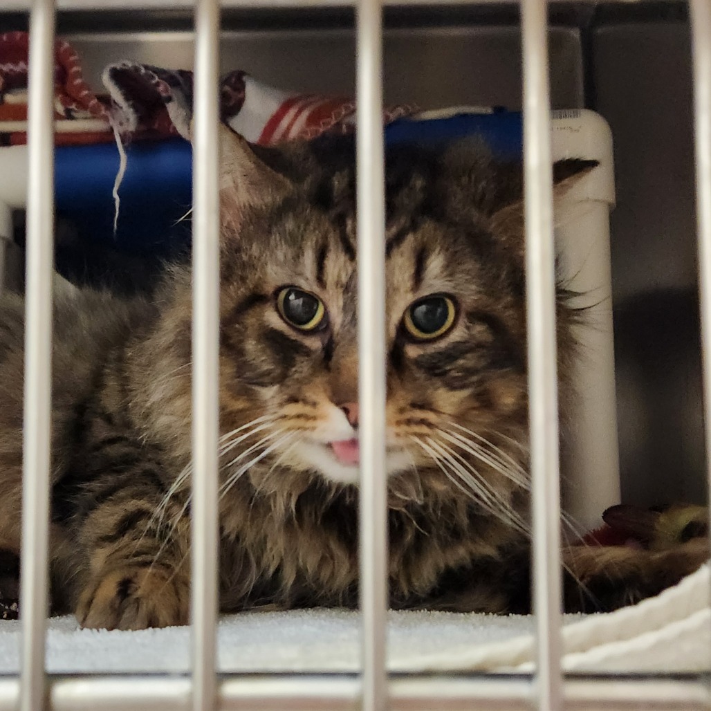 Bobsled — thumbnail 3