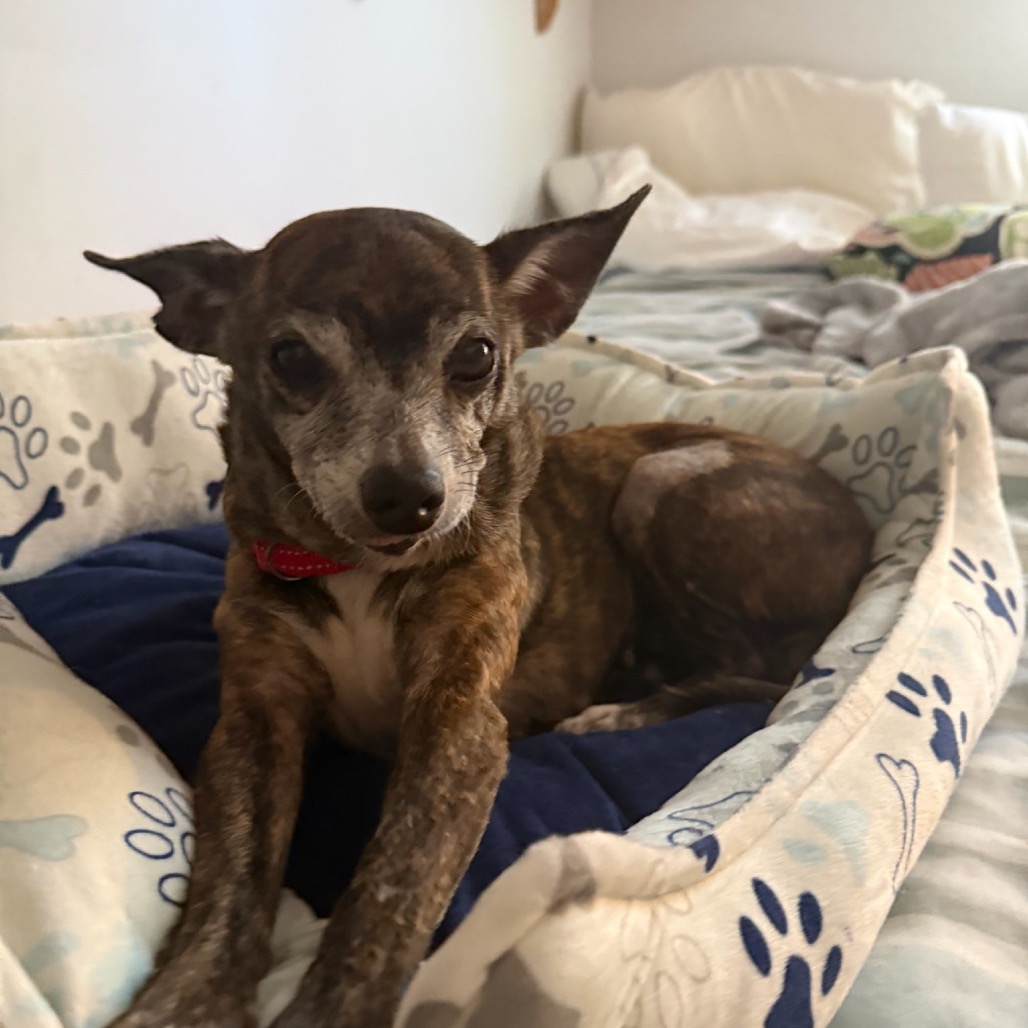 Lacey, photo 6