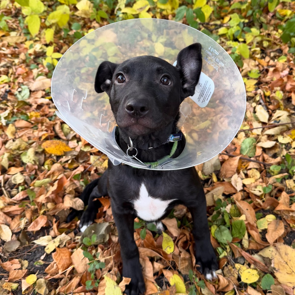 Lake--In Foster***ADOPTION PENDING***, photo 7