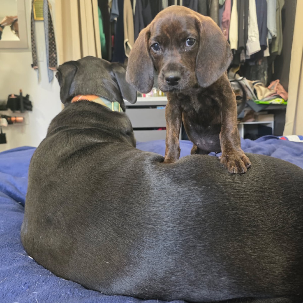Rebecca Pup - Bianca, photo 7
