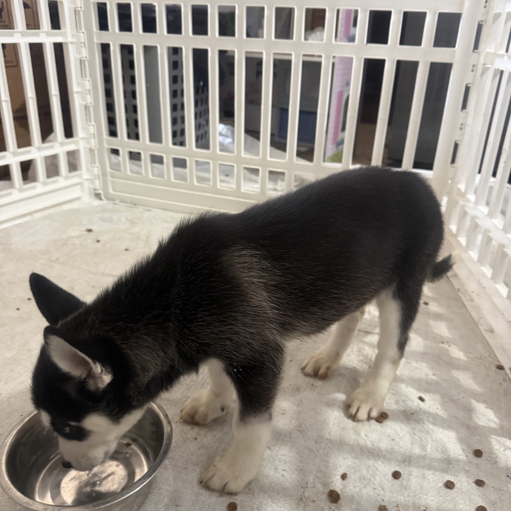 Bobsled — thumbnail 2