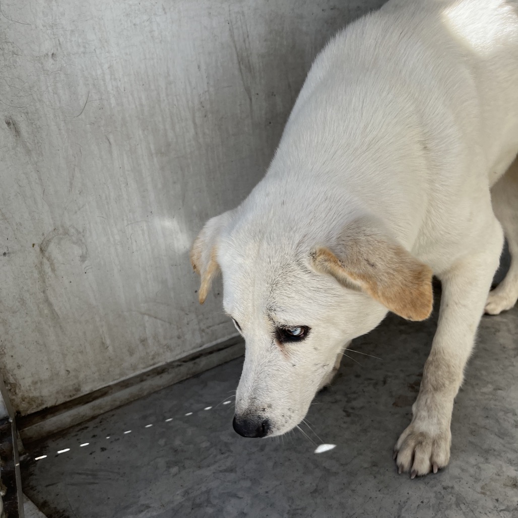 JENNA - Retriever / Mixed Breed (Medium) available for adoption